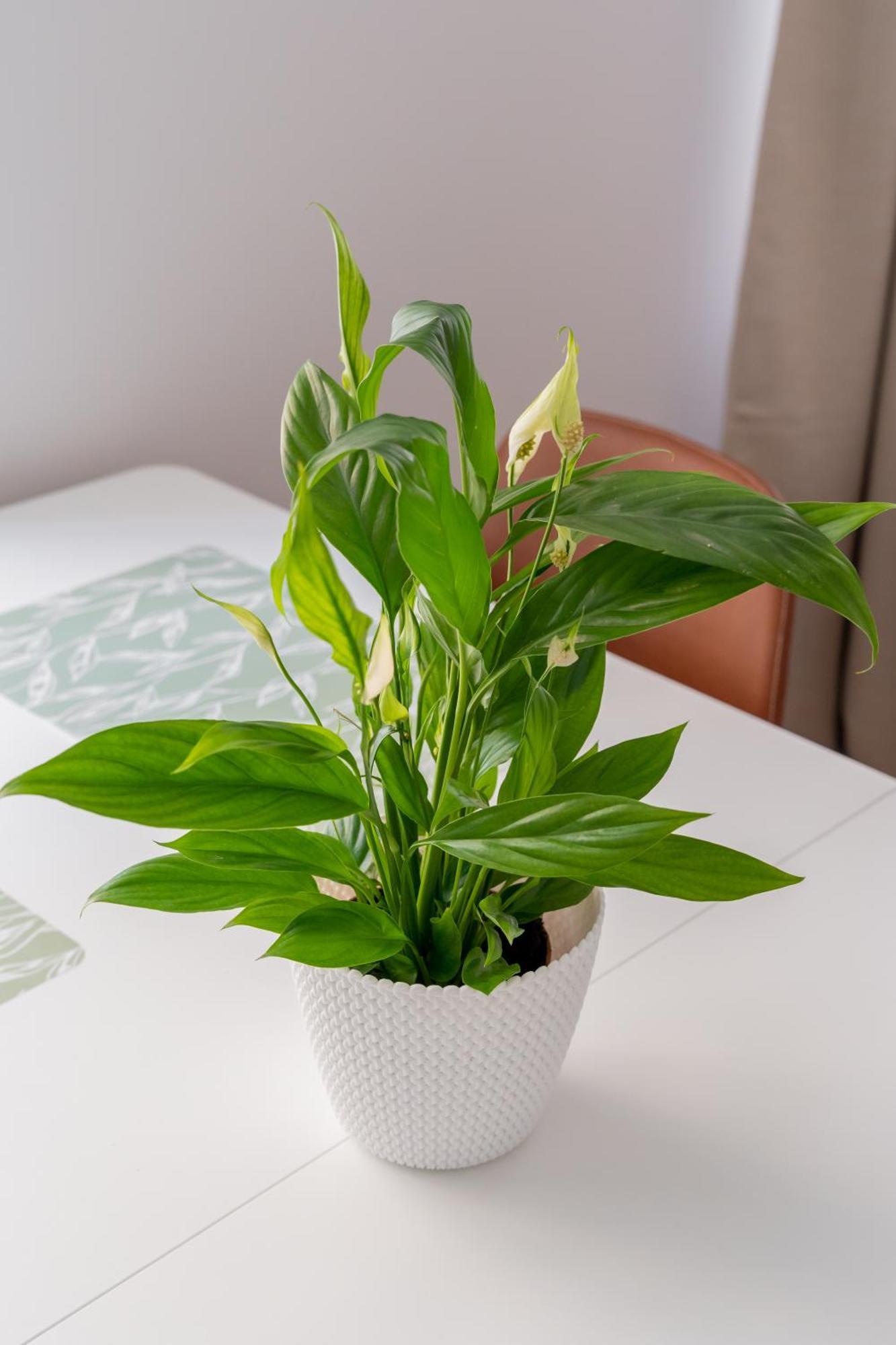 Spacious 1-Bedroom Apartment In The Heart Of Old Town 리가 외부 사진